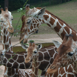 World Giraffe Day 21. 6. 2015