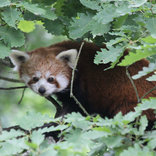 Opening of the New Exhibit for Red Pandas 6. 6. 2015