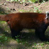 Opening of the New Exhibit for Red Pandas 6. 6. 2015