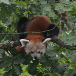 Opening of the New Exhibit for Red Pandas 6. 6. 2015