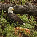 Opening of the New Aviary for Bald Eagles 5. 7. 2014