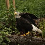 Opening of the New Aviary for Bald Eagles 5. 7. 2014