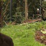 Opening of the New Aviary for Bald Eagles 5. 7. 2014