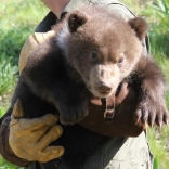 Vaccination of Young Bears 26.4.2012