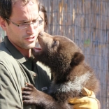 Vaccination of Young Bears 26.4.2012