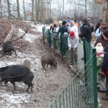 Christmas Feeding of Animals 24.12.2011