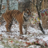 Tiger Christmas 21.12.2011