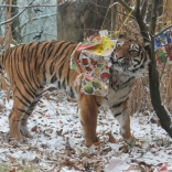 Tiger Christmas 21.12.2011
