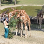 Christening of Giraffe Janette 22.08.2011