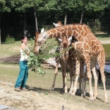 Christening of Giraffe Janette 22.08.2011