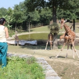 Christening of Giraffe Janette 22.08.2011