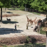 Christening of Giraffe Babies 07.05.2011