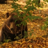 Openning of the new Part of Beringia 09.10.2010