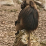 Releasing of Gelada Baboon Heiko 21.03.2010