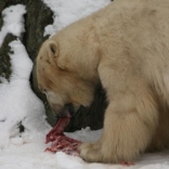 Comeback of Polar Bear Umca 15.01.2010