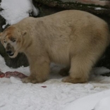 Comeback of Polar Bear Umca 15.01.2010
