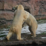 Polar Bear Bill in Gelsenkirchen 04.01.2010