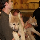 Christening of Arctic Wolves 30.06.2009