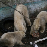 Birthday of Polar Bears 23.11.2008