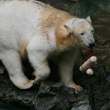 Christening of Polar Bears 24.05.2008