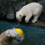 Christening of Polar Bears 24.05.2008
