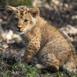 Lion Cubs 8. 3. 2018