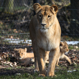 Lion Cubs 8. 3. 2018