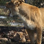 Lion Cubs 8. 3. 2018