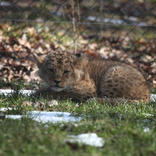 Lion Cubs 8. 3. 2018