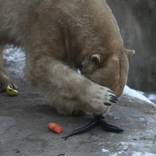 International Polar Bear Day 24. 2. 2018