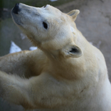 International Polar Bear Day 24. 2. 2018