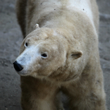 International Polar Bear Day 24. 2. 2018