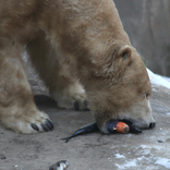 International Polar Bear Day 24. 2. 2018