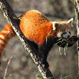 Red Panda 29. 1. 2018