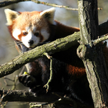 Red Panda 29. 1. 2018