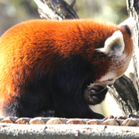 Red Panda 29. 1. 2018