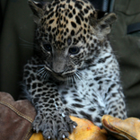 Sri Lankan Leopard Cubs 5. 1. 2018