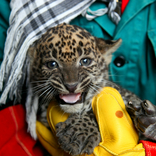 Sri Lankan Leopard Cubs 5. 1. 2018