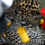 Sri Lankan Leopard Cubs 5. 1. 2018