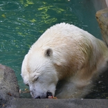 Lední medvědice Cora má větší a hlubší bazén