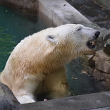 Lední medvědice Cora má větší a hlubší bazén