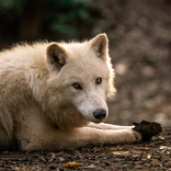 Zoo Brno prodává vstupenky, permanentky, dárkové poukazy i adopce on-line