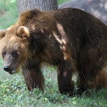 Do brněnské zoo dorazila kamčatská medvědice z Francie