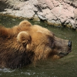 Do brněnské zoo dorazila kamčatská medvědice z Francie