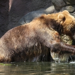 Do brněnské zoo dorazila kamčatská medvědice z Francie