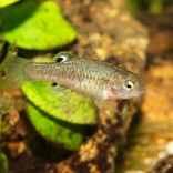 Brněnská zoo získala unikátní druh ryb a poprvé odchovala vzácnou egernii Stokesovu