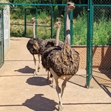 Díky novému zázemí se do Zoo Brno vrací pštrosi