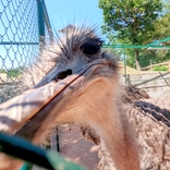 Díky novému zázemí se do Zoo Brno vrací pštrosi