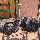 Díky novému zázemí se do Zoo Brno vrací pštrosi
