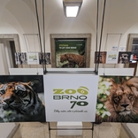 Minulost i budoucnost. Zoo Brno slaví 70 let od otevření výstavou v Urban centru